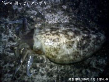 コウイカ-2010-11-13 16:49