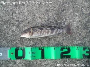 アイナメ-2010-12-7 13:56