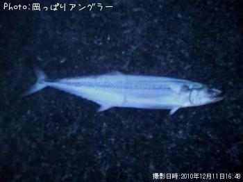 サワラ-2010-12-11 16:48