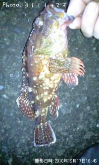 カサゴ-2010-12-17 16:46