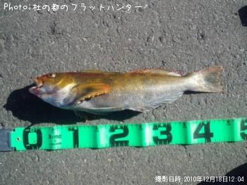 アイナメ-2010-12-18 12:4