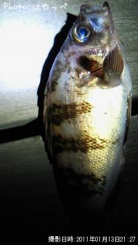 メバル-2011-1-13 21:27