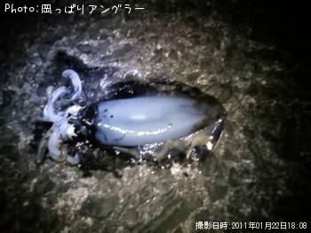 アオリイカ-2011-1-22 18:8