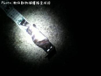 メバル-2011-1-25 21:40