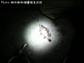 メバル-2011-2-2 20:38