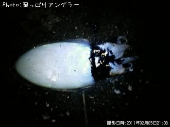 コウイカ-2011-2-5 21:8