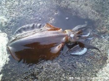 アオリイカ-2011-2-19 15:40