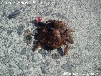 カニ-2011-2-24 13:41