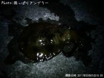 アオリイカ-2011-3-5 18:5