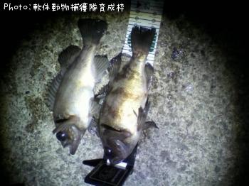 メバル-2011-3-24 21:31
