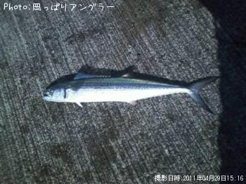サゴシ-2011-4-29 15:16