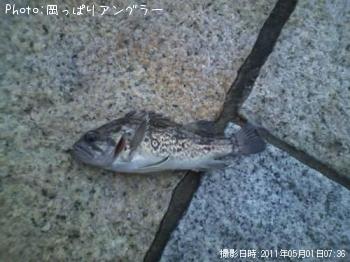 ソイ-2011-5-1 7:36