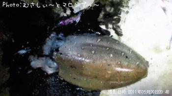 コウイカ-2011-5-20 20:48