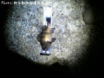 メバル-2011-5-22 20:26
