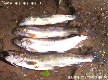 イワナ-2011-5-25 8:58