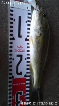 ブラックバス-2011-6-4 12:7