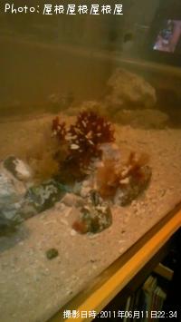 アイナメ、海藻、珊瑚