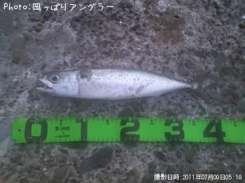 サバ-2011-7-9 5:19