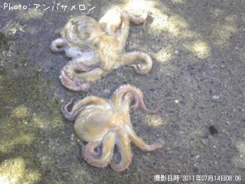 タコ-2011-7-14 8:6