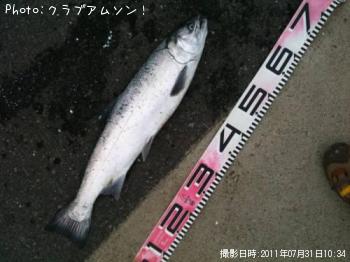銀鮭-2011-7-31 10:34