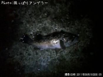 ソイ-2011-9-18 0:5