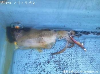 アオリイカ-2011-10-2 6:46
