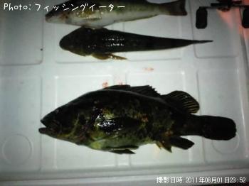 タケノコメバル-2011-8-1 23:52