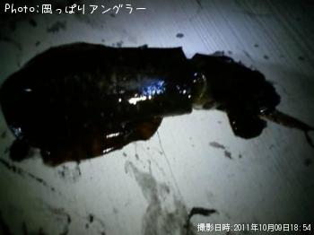 アオリイカ-2011-10-9 18:54