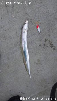 太刀魚-2011-10-12 16:13
