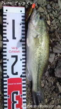 ブラックバス-2011-10-13 11:28