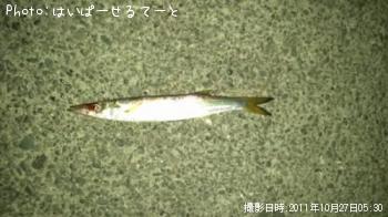 カマス-2011-10-27 5:30