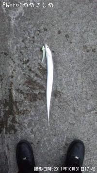 太刀魚-2011-10-31 17:42
