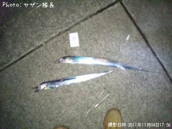 太刀魚-2011-11-4 17:56