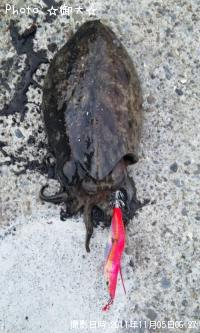 コウイカ-2011-11-5&nbsp;6:27