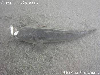 マゴチ-2011-11-5 8:12