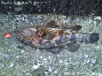 タケノコメバル-2011-11-12 8:42