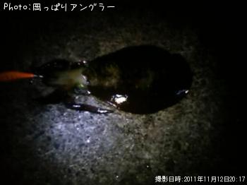 アオリイカ-2011-11-12 20:17