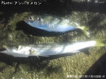 カマス-2011-11-16 8:41