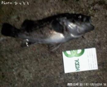 クロソイ-2011-11-19 4:58
