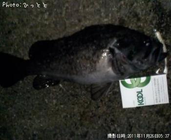 クロソイ-2011-11-26 5:37