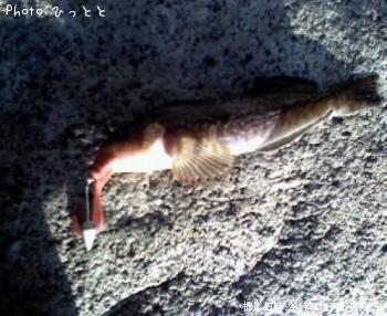 アイナメ-2011-11-27 9:22