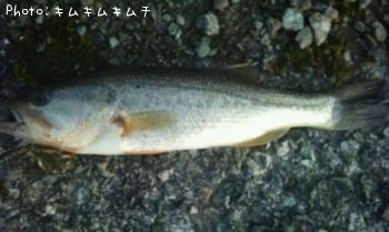 ブラックバス-2011-11-27 6:52