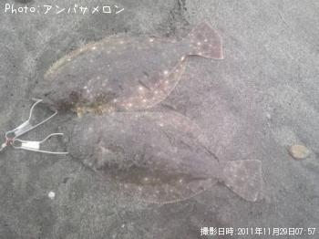 ヒラメ-2011-11-29 7:57