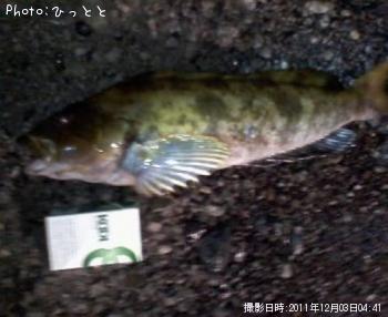 アイナメ-2011-12-3 4:41
