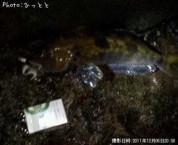 アイナメ-2011-12-6 20:8