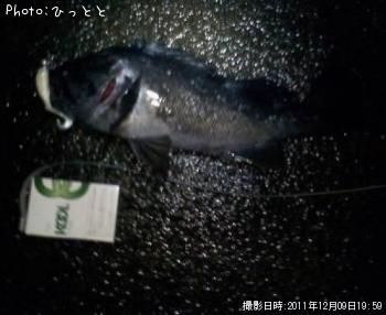 クロソイ-2011-12-9 19:59