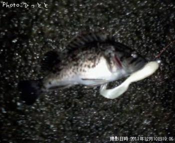 クロソイ-2011-12-10 19:6