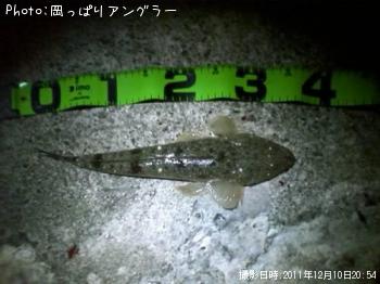 マゴチ-2011-12-10 20:54