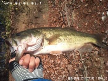 ブラックバス-2011-12-11 9:25