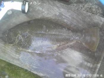 ヒラメ-2011-12-13 9:46
